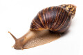 Lissachatina zanzibarica adult